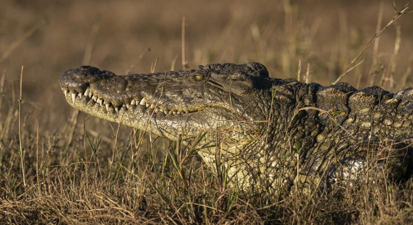 A krokodilok kedvenc hangja a gyereksírás