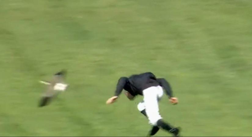 Mint egy Hitchcock-filmben: madarak támadtak rá a sztársportolóra - videó
