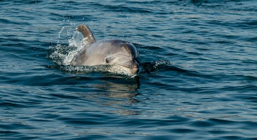 Valaki lelőtt egy delfint Horvátországban