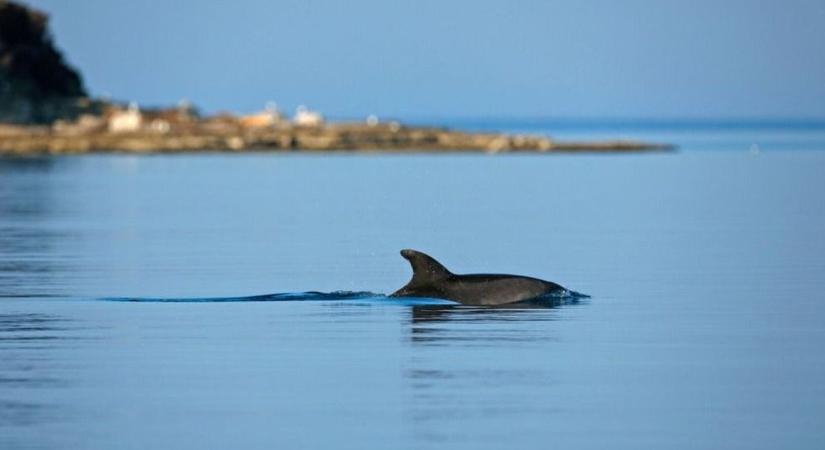 Egy lelőtt delfin tetemét fedezték fel Horvátországban
