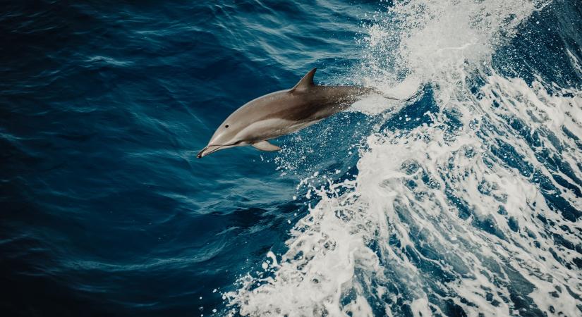 Valami őrült megölt egy delfint Horvátországban
