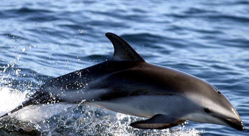 A horvát partokon egy elpusztult delfinre bukkantak, lőtt sebekkel