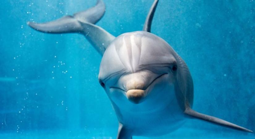 Elképesztő, megöltek egy delfint Horvátországban