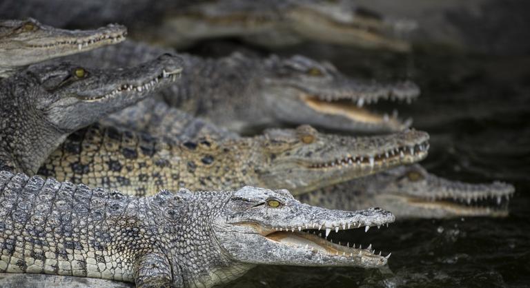 Krokodilok törtek elő a járda alól Indiában