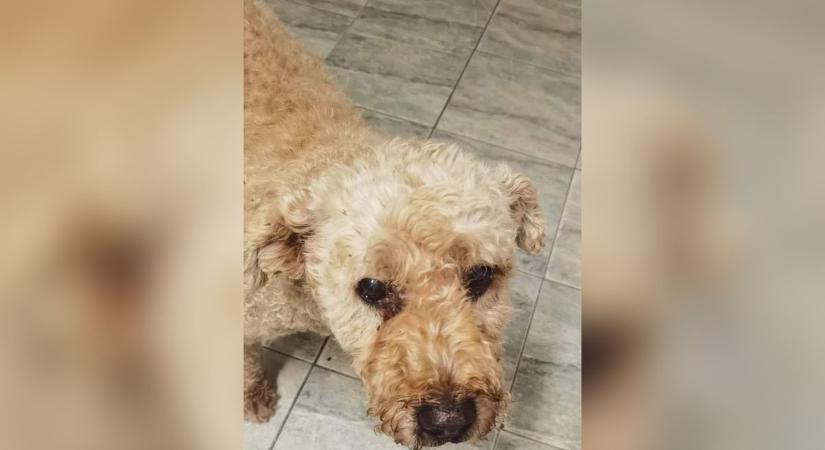 Hamis chipadatokkal kóborolt az idős kutyus, sokáig keresték a gazdit