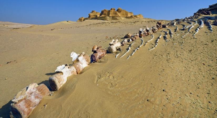 41 millió éves bálna csontvázára bukkantak Egyiptomban