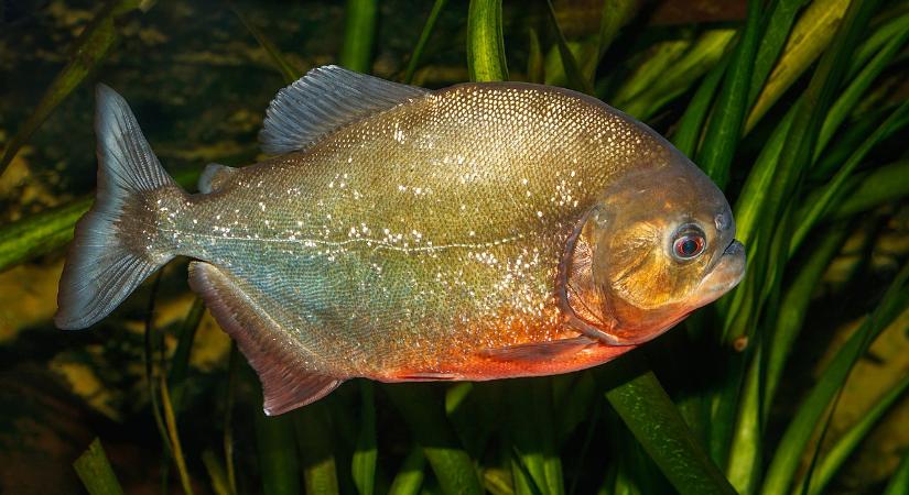 Életben maradna egy piranha a Balatonban?