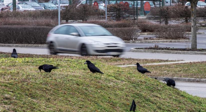 Túlszaporodnak a varjak és a galambok - panaszolják olvasóink