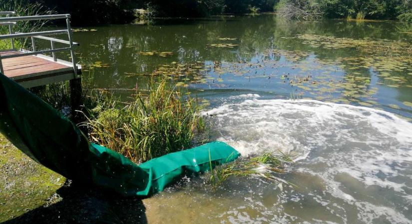 5250 kiló ponty érkezett a vizekbe