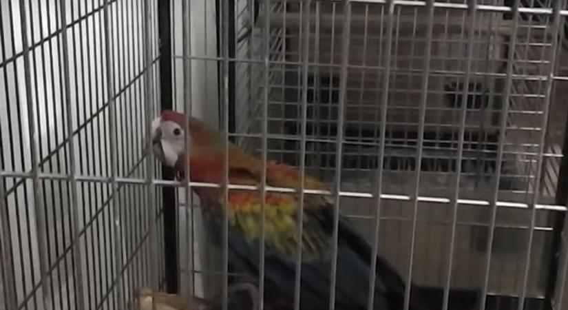 Zár alá vették a Salamon-kakadukat - az egzotikus madarakat illegálisan tartotta egy gyulai férfi - videóval