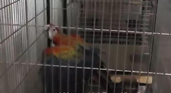 Illegálisan tartott egzotikus madarakat egy gyulai férfi - videó