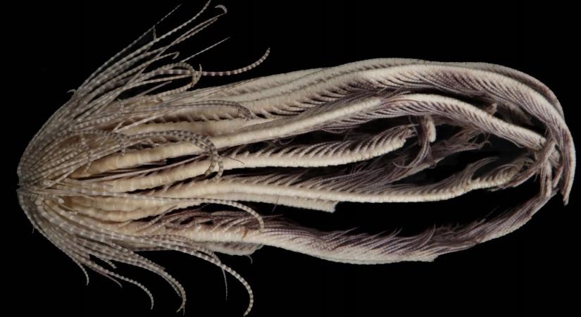 Egészen rémisztő fajt találtak a Déli-óceán mélyén, melynek 20 karja van