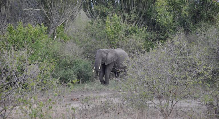 Elefántok szöktek ki egy nemzeti park területéről Ugandában, két embert megöltek