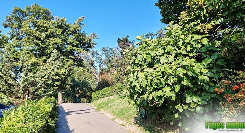 Fügekörkép – a Gellért-hegy fügefái, fügebokrai