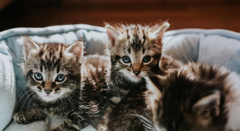 Mr. Mom, a kandúr úgy gondoskodik cicáiról, mintha csak az anyjuk lenne