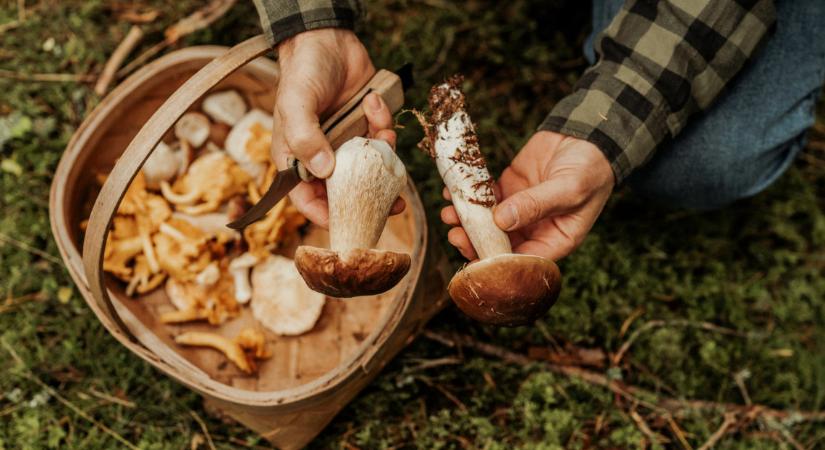 Dübörög a gombaszezon: kosárszámra terem a vargánya, mégis horror az ára a piacokon