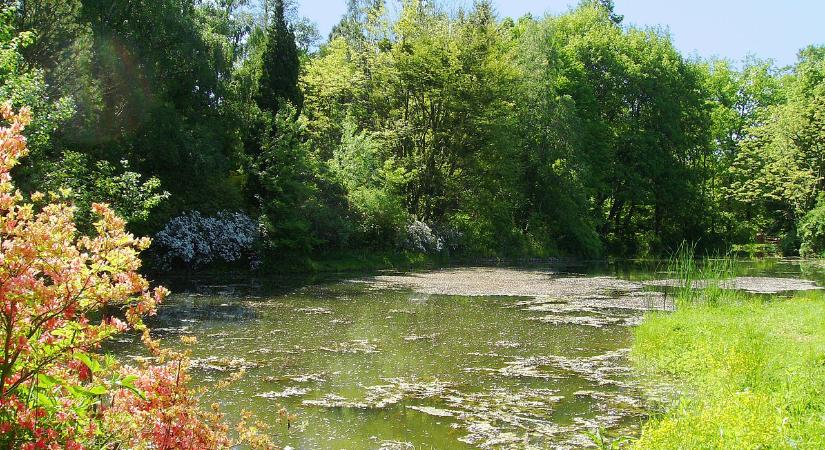 Magyar bajnok arborétum Kámon