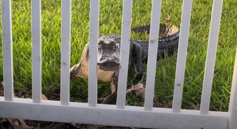 Azt hitte a kerítése megvédi a dühös aligátortól - videó
