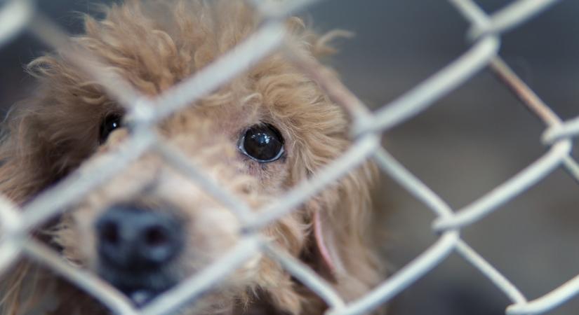 Kegyetlen kutyacsempészt füleltek le a magyar hatóságok: elképesztő, mit tett az állatokkal