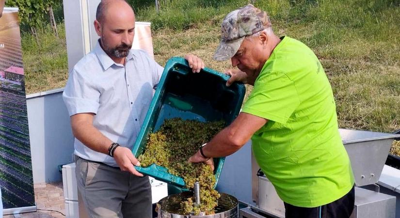 Itt az idő: elkezdődött a szüret a Dél-Dunántúlon