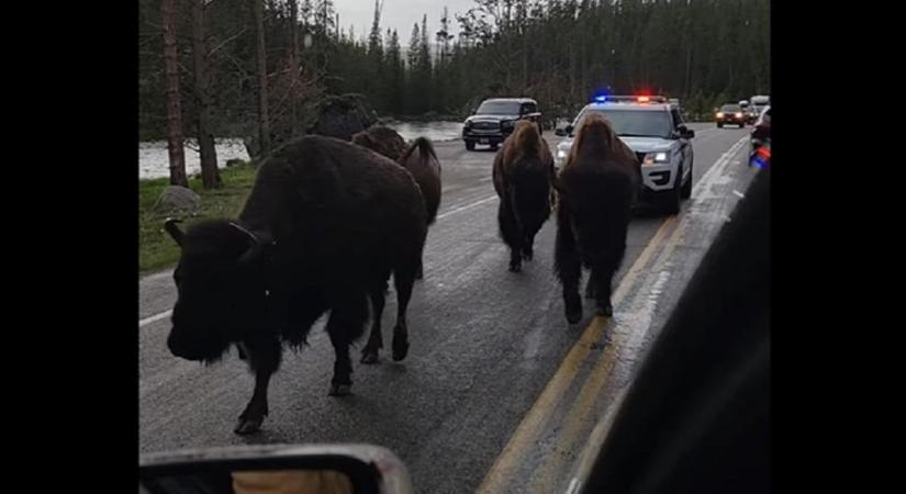 Rendőri kíséretet kaptak a bölények a Yellowstone Nemzeti Parkban - videó