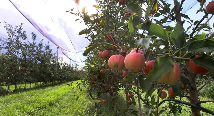 Kizsigereli a szabolcsi almatermelőket a felháborítóan alacsony felvásárlói ár