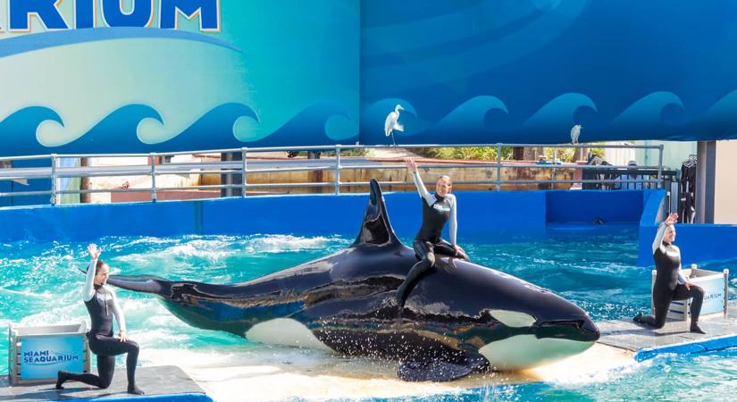 Szabadon engedése előtt elpusztult Lolita, az 53 éve raboskodó kardszárnyú delfin