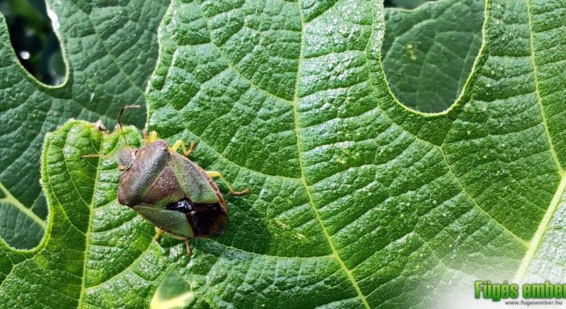 Poloskák a fügén – hogyan védekezzünk ellenük?