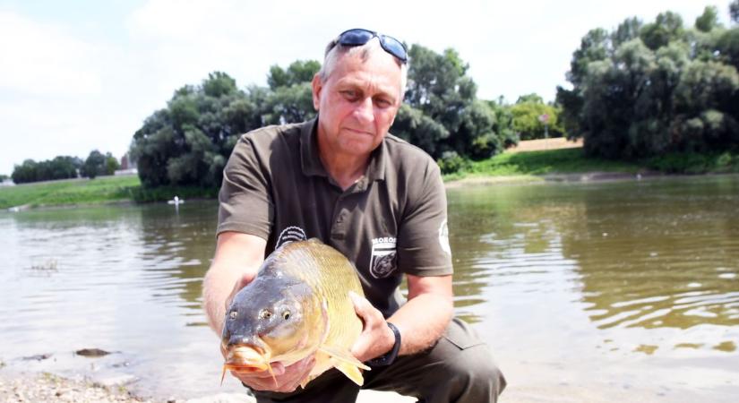 Örülhetnek a horgászok, pontyok érkeztek a Pécsi tóba
