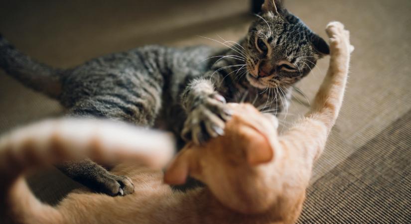 4 jel, amiből megállapítható, hogy két macska nem jön ki jól egymással