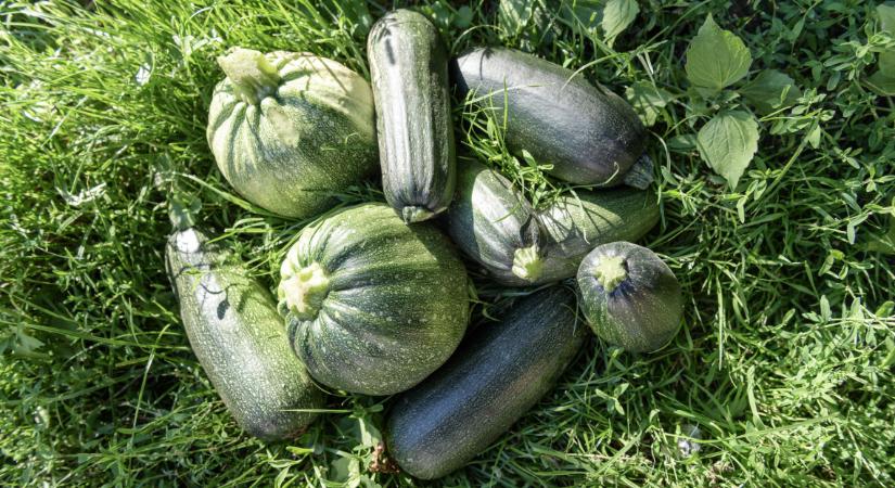 Íme, a magyar kertek jolly jokere: könnyen megterem, és ezerféle módon használható