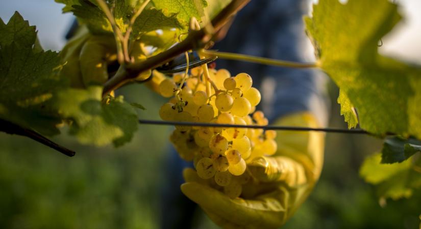 Őrület, ami a magyar szőlővel történik: lerántották a leplet a felvásárlási árakról