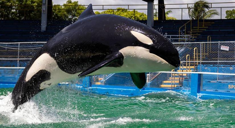 Újabb, fogságban tartott delfin halt meg – nem sokkal tervezett szabadon engedése előtt