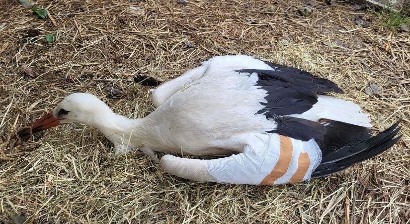 Tömegével pusztulnak el áramütésben a madarak