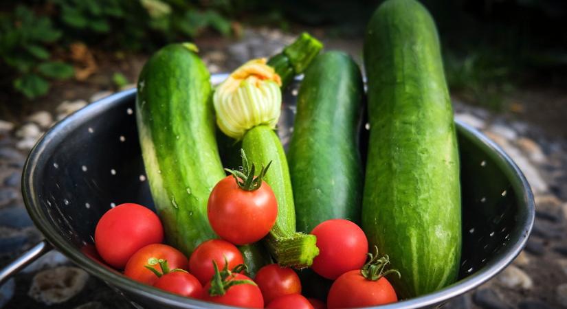 Cukkiniból sosem elég: egy gyors ötlet ebédre, paradicsommal és mozzarellával