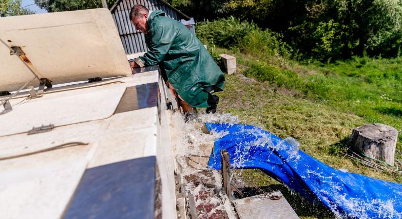 Újabb tíz mázsával több ponty van a vízben - galériával