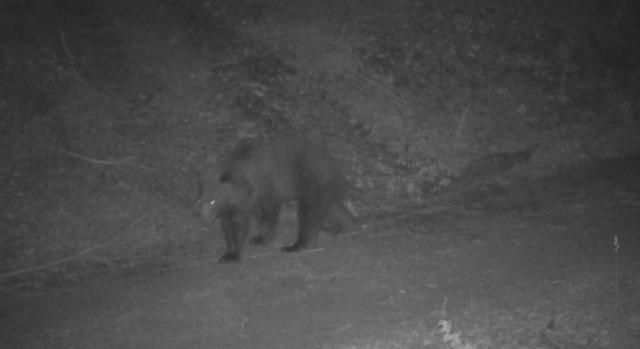 Videón Gallér, a bükki barnamedve, amellyel nem ajánlatos szelfizni