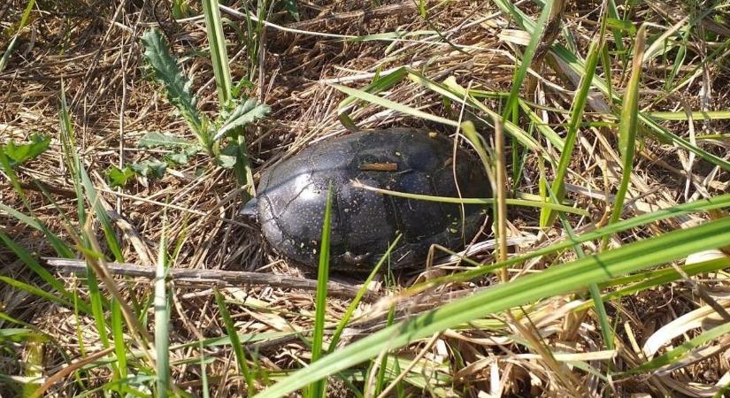 Hamarosan kikelnek a mocsári teknős tojásai a Kis-Sárréten
