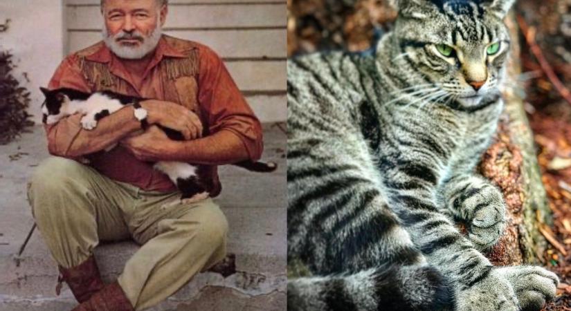 Így kísértenek meg ma is Ernest Hemingway híres macskái
