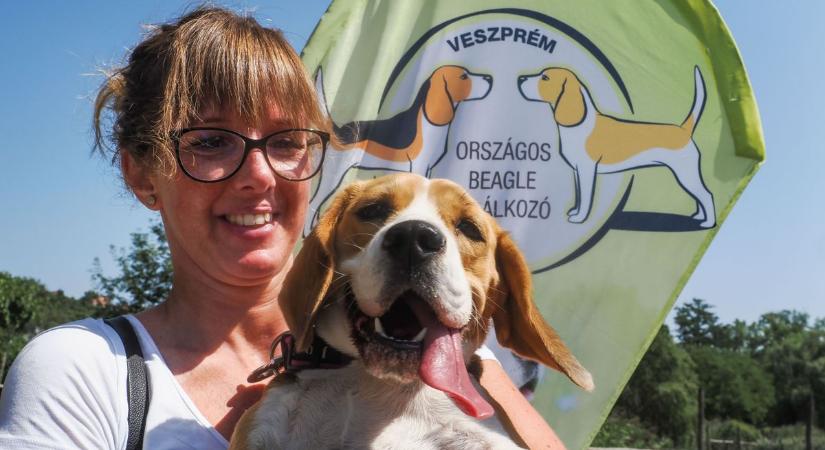 Beagle kutyák randevúztak a Kolostorok és kertekben