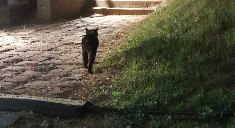 Szeptemberben újra nyit a Piac a Fekete Macskához, de a névadó cicustól búcsúzunk
