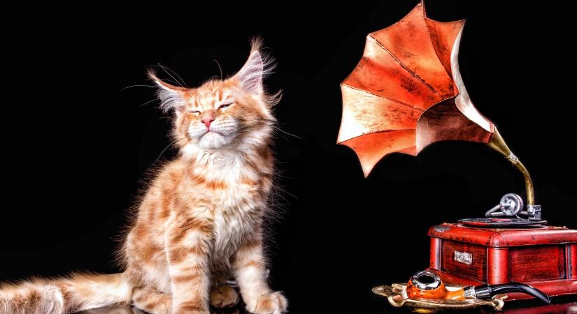 Így hangzik a zene, amit kifejezetten macskáknak komponáltak