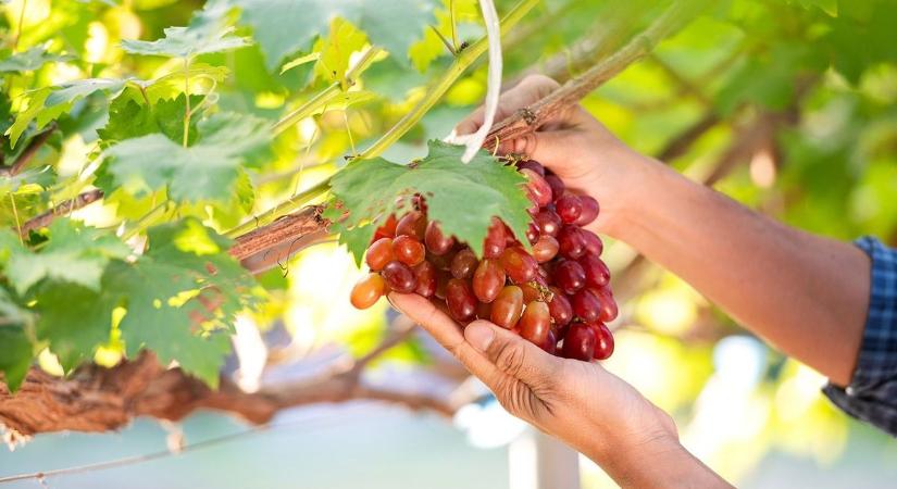 Bizonytalan jövő vár a bordeaux-i borra