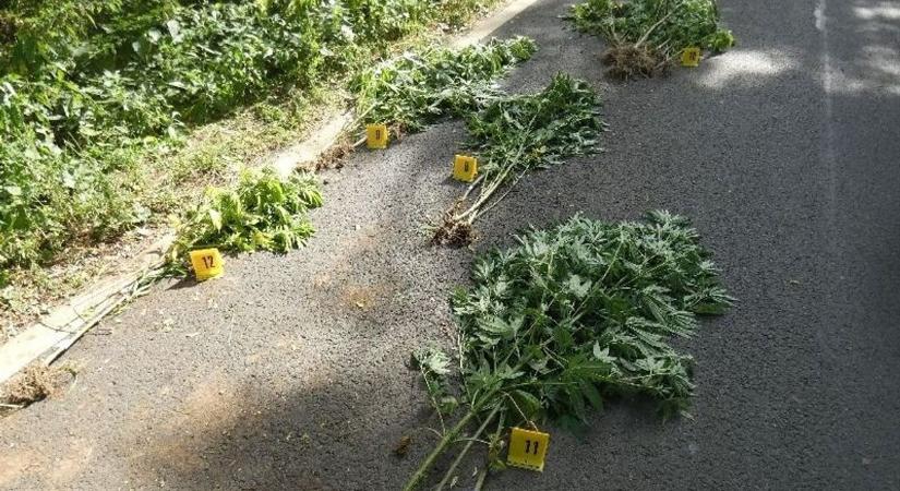 Ültetvényesnek állt a dzsungelben a férfi, Kálló és Vanyarc között termesztett vadkendert