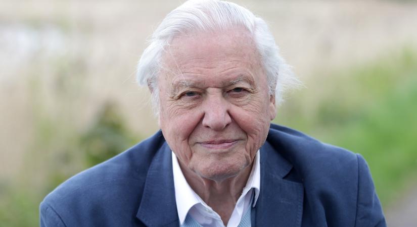 Sir David Attenborough 97 évesen sem hagyja abba, ősszel ismét a képernyőkre kerül