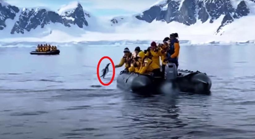A turisták csónakjára menekült egy pingvin a kardszárnyú delfinek elől - videó