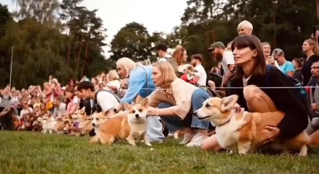 Amikor hatvan corgi elszabadul – videón a legcukibb futóverseny