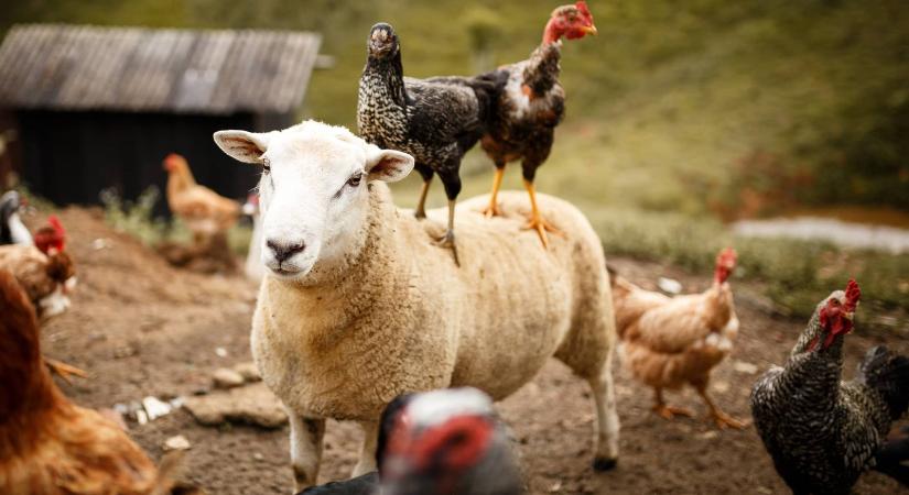 George Monbiot: a szabadtartású állattenyésztés nem megoldás az élelmezési krízisre