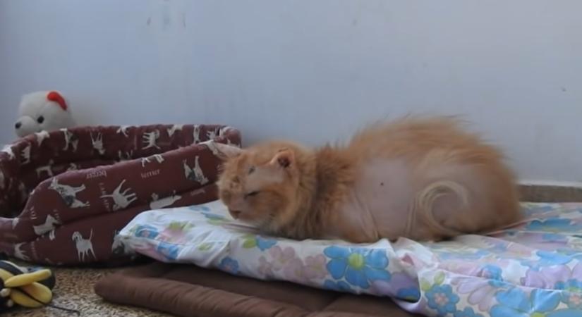 17 évesen elhagyatva – így kezdhetett új életet az idős, megkínzott macska