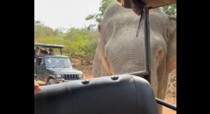 Leejtette a turista a telefonját, aztán az elefánt nagyon furcsa dolgot tett vele - videó